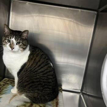 Domestic Short Hair Cats Available for Adoption in Idaho Falls, Idaho - Lowkey | PetCurious