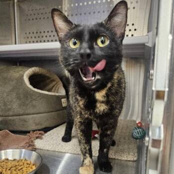 Cheesecake -  Domestic Short Hair Cat for Adoption in Warwick, Rhode Island - Cheesecake | PetCurious