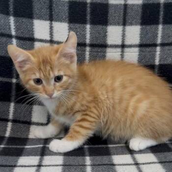 Diamond (SGN) -  Domestic Short Hair Cat Available for Adoption in Janesville, Wisconsin - Diamond (SGN) | PetCurious