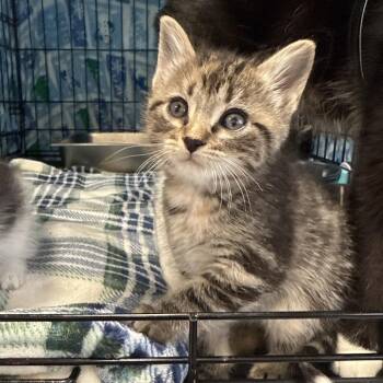 Domestic Short Hair Cats Available for Adoption - Gemma | PetCurious