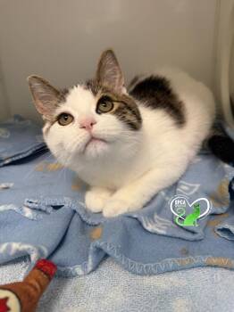 Domestic Short Hair Cats Available for Adoption - Kitty | PetCurious