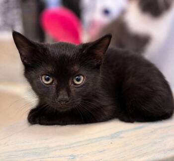 Anne -  Bombay and Domestic Short Hair Cat for Adoption in Knoxville, Tennessee - Anne | PetCurious