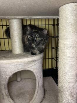 Oak -  Domestic Long Hair Cat for Adoption in Temperance, Michigan - Oak | PetCurious