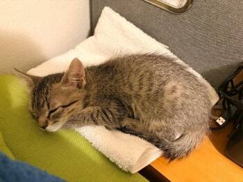 Victor -  Domestic Short Hair Cat for Adoption in Fort Collins, Colorado - Victor | PetCurious