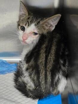 Parmesan -  Domestic Short Hair Cat for Adoption in Houston, Texas - Parmesan | PetCurious