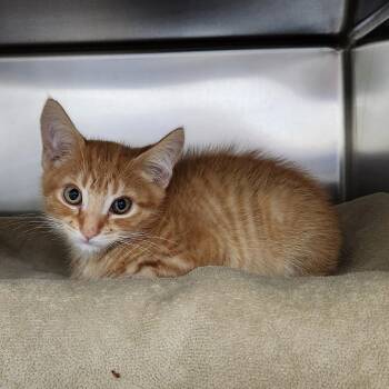 Corn Chowder -  Domestic Short Hair Cat for Adoption in Walker, Michigan - Corn Chowder | PetCurious
