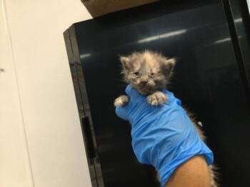 A1933608 -  Domestic Short Hair Cat for Adoption in Thousand Palms, California - A1933608 | PetCurious