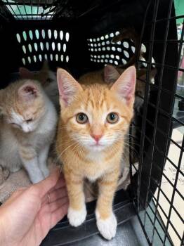 Hot Wok -  Domestic Short Hair Cat for Adoption in Fort Lupton, Colorado - Hot Wok | PetCurious