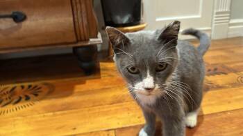 Rescue Domestic Short Hair Cats for Adoption in Monticello, Indiana - Ally | PetCurious