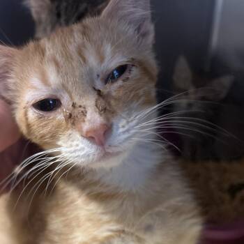 Carnelian -  Domestic Short Hair Cat for Adoption in Bristol, Indiana - Carnelian | PetCurious