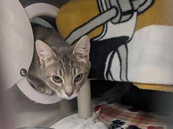 Domestic Short Hair Cats Available for Adoption - HAM SANDWICH | PetCurious