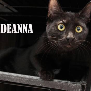 Deanna -  Domestic Short Hair Cat for Adoption in Mooresville, North Carolina - Deanna | PetCurious