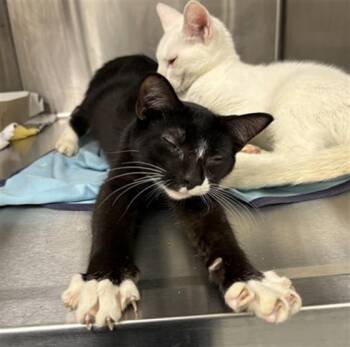 TWELVE WIRE -  Domestic Short Hair Cat for Adoption in Indianapolis, Indiana - TWELVE WIRE | PetCurious