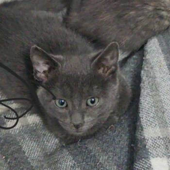 Ashes -  Domestic Short Hair Cat for Adoption in Spokane, Washington - Ashes | PetCurious