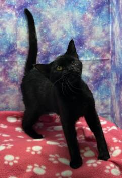 Domestic Short Hair Cats Available for Adoption in Washington Court House, Ohio - Pandora | PetCurious