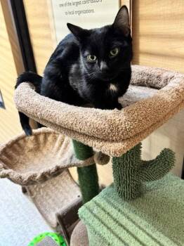 Domestic Short Hair Cats Available for Adoption in Wheaton, Illinois - Naomi | PetCurious