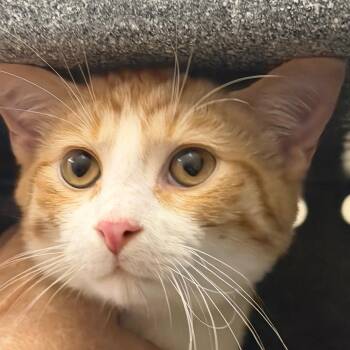 Harvey -  Domestic Short Hair Cat for Adoption in Birmingham, Alabama - Harvey | PetCurious