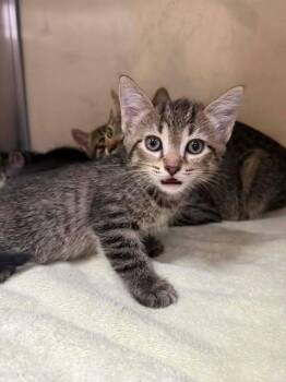 Domestic Short Hair Cats Available for Adoption in Fort Myers, Florida - CANON | PetCurious