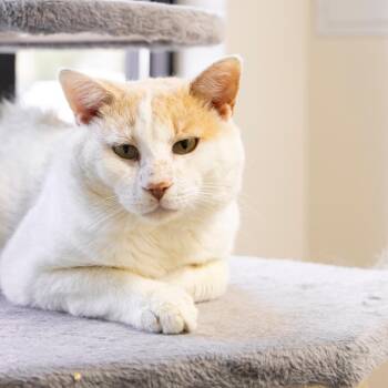Leo -  Domestic Short Hair Cat for Adoption in Gainesville, Florida - Leo | PetCurious