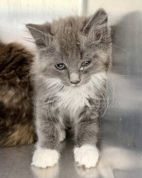 Reedley -  Domestic Medium Hair Cat Available for Adoption in Oakland, California - Reedley | PetCurious