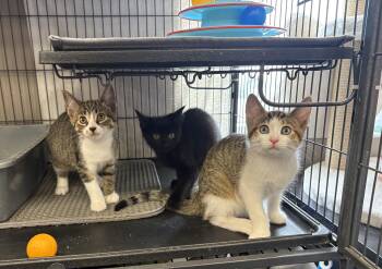 Kittens-Pet Valu Clarkson -  Domestic Short Hair Cat for Adoption in Mississauga, Ontario - Kittens-Pet Valu Clarkson | PetCurious