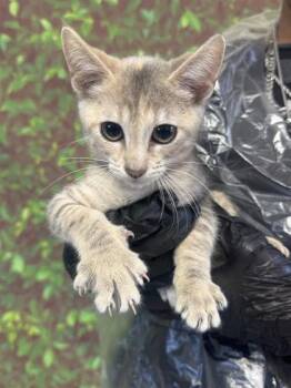 Rescue Domestic Short Hair Cats for Adoption in San Antonio, Texas - Basil | PetCurious