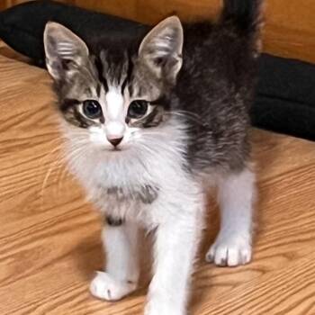Spunky -  Domestic Short Hair Cat for Adoption in Uniontown, Pennsylvania - Spunky | PetCurious