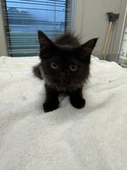 Mocha -  Domestic Short Hair Cat for Adoption in Lafayette, Indiana - Mocha | PetCurious