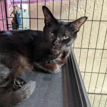 Rescue Domestic Short Hair Cats for Adoption in Huntington, West Virginia - Misty | PetCurious