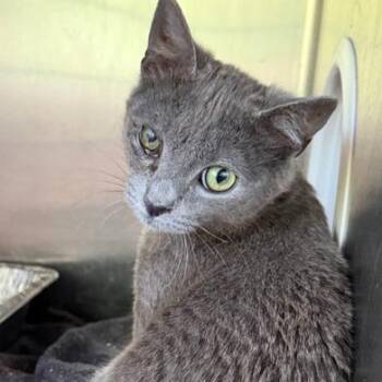 Lewy -  Domestic Short Hair Cat for Adoption in Cumming, Georgia - Lewy | PetCurious