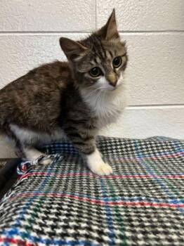 Trash Compactor -  Domestic Long Hair and Domestic Short Hair Cat for Adoption in Spruce Pine, North Carolina - Trash Compactor | PetCurious