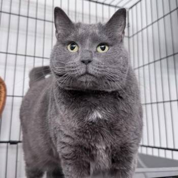 Fidget -  Domestic Short Hair Cat for Adoption in New York, New York - Fidget | PetCurious