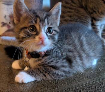 Luigi -  Domestic Short Hair Cat for Adoption in Bayonne, New Jersey - Luigi | PetCurious