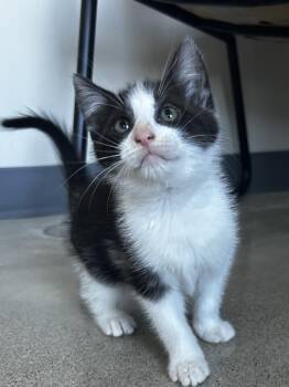 Haze -  Tuxedo Cat for Adoption in Sandusky, Michigan - Haze | PetCurious