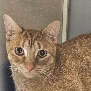 Rescue Domestic Short Hair Cats for Adoption in Camden, Delaware - Gabe | PetCurious