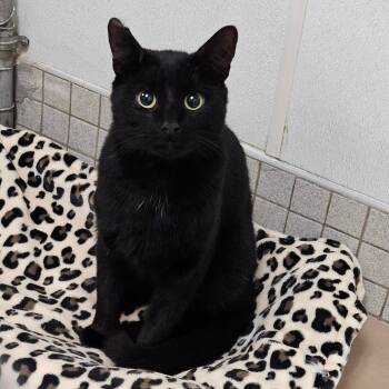 Rescue Domestic Short Hair Cats for Adoption in Wantagh, New York - Hugo | PetCurious