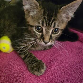 Maroon -  Domestic Short Hair Cat for Adoption in Waldorf, Maryland - Maroon | PetCurious