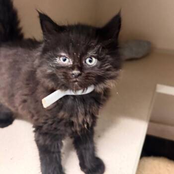 Rainbow Tornado 4 -  Domestic Long Hair Cat for Adoption in Wheeling, Illinois - Rainbow Tornado 4 | PetCurious