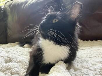 Oreo -  Domestic Long Hair Cat for Adoption in Wheaton, Illinois - Oreo | PetCurious