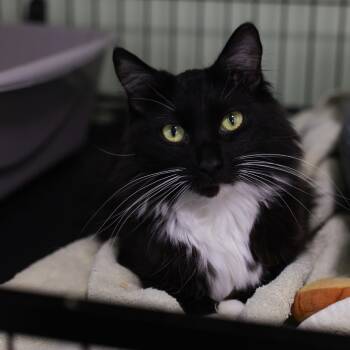 Mando -  Domestic Short Hair Cat for Adoption in Los Angeles, California - Mando | PetCurious