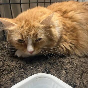 Domestic Long Hair Cats Available for Adoption in Normal, Illinois - Justice | PetCurious