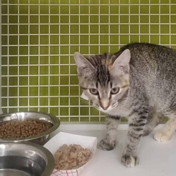 Briella -  Domestic Short Hair Cat for Adoption in Meridian, Idaho - Briella | PetCurious