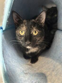 Hazel -  Domestic Short Hair Cat for Adoption in Hamilton, Montana - Hazel | PetCurious