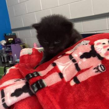 Jordan -  Domestic Short Hair Cat for Adoption in Montgomery, Alabama - Jordan | PetCurious