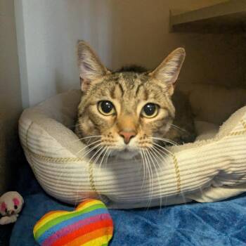 Domestic Short Hair Cats Available for Adoption in Providence, Rhode Island - Falcon | PetCurious