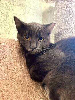 Rescue Domestic Short Hair Cats for Adoption in Boise, Idaho - Slone | PetCurious