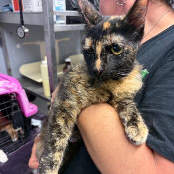 Cecilia -  Domestic Short Hair Cat for Adoption in Lake Jackson, Texas - Cecilia | PetCurious