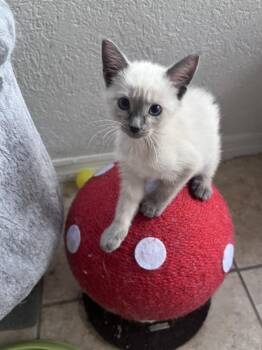 Becky -  Domestic Short Hair Cat for Adoption in St. Cloud, Florida - Becky | PetCurious