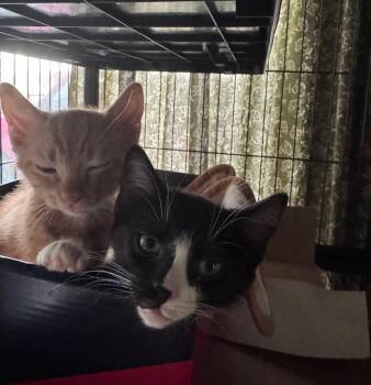 Sylvester -  Domestic Short Hair Cat for Adoption in San Antonio, Texas - Sylvester | PetCurious