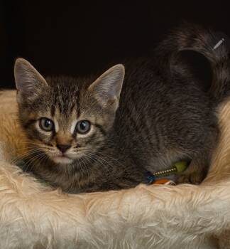 Rescue Domestic Short Hair Cats for Adoption in El Dorado, Arkansas - Squishy Moore | PetCurious